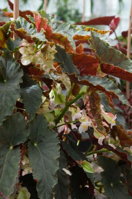 begonia 'Cosie'