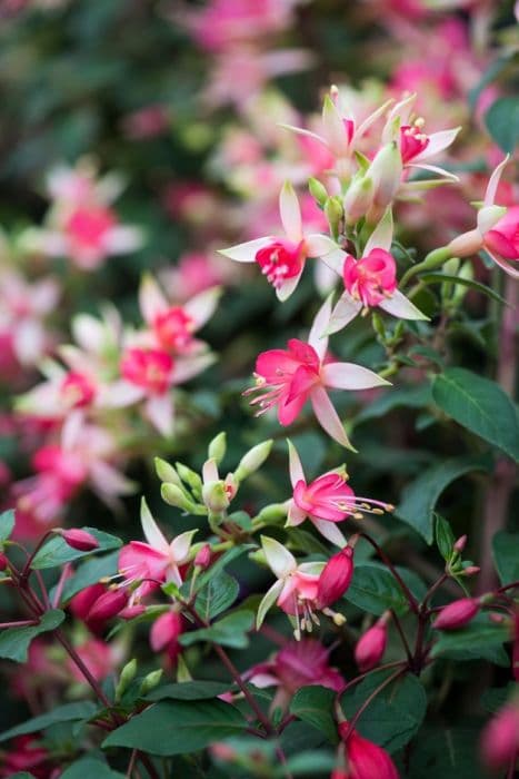 fuchsia 'Walz Jubelteen'