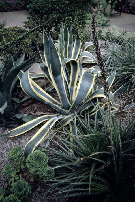 century plant 'Variegata'