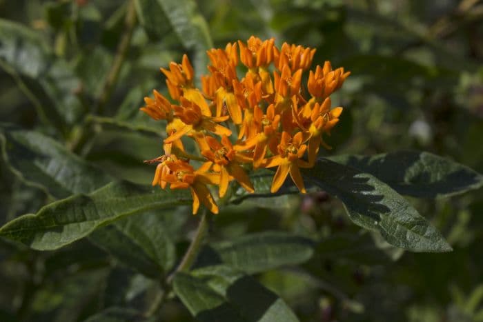 butterfly flower