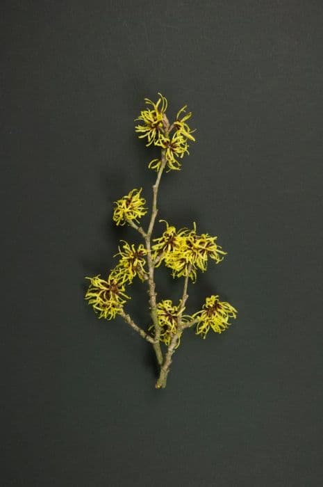 witch hazel 'Pallida'