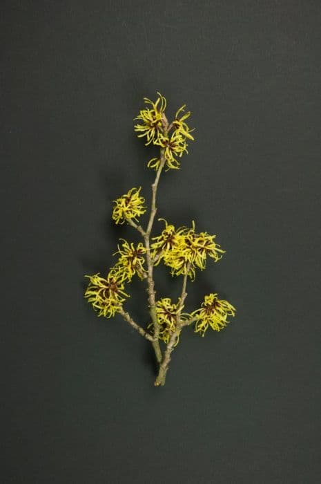 Witch hazel 'Pallida'