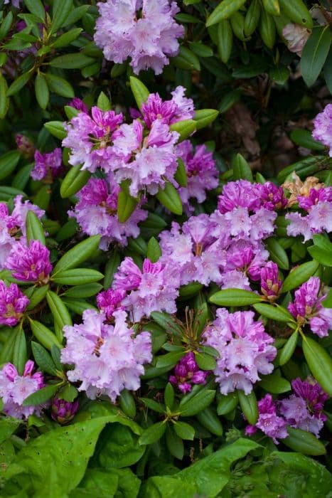 rhododendron 'Caroline Allbrook'