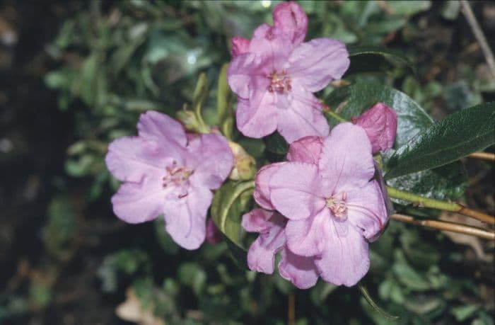 rhododendron 'Praecox'