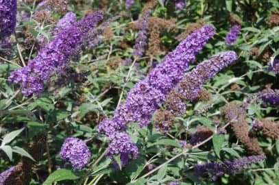 Butterfly Bush