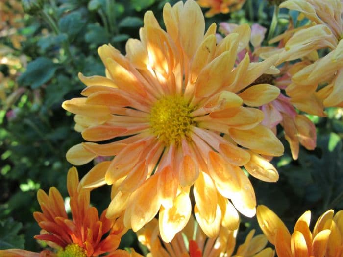 chrysanthemum 'Starlet'