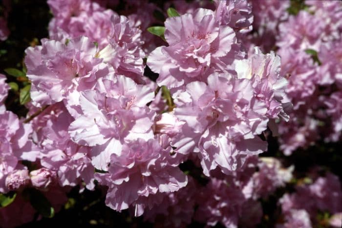 rhododendron 'Elsie Lee'