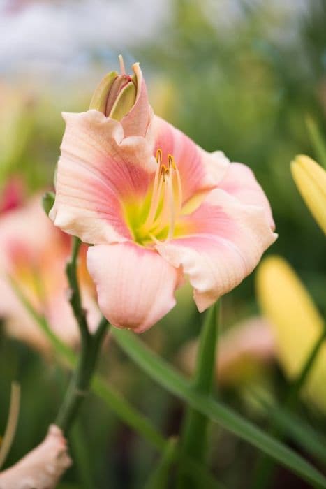 daylily 'Pinhill Navajo Beauty'