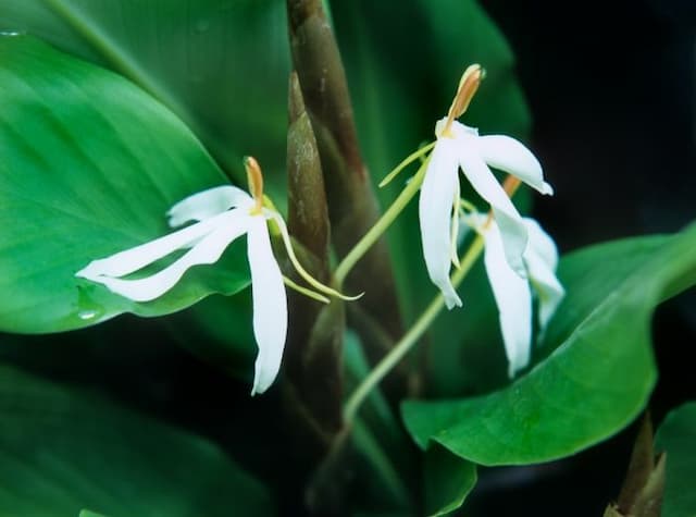 Java butterfly ginger