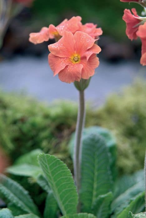 polyanthus 'Don Keefe'