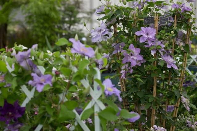 Clematis [Reflections]