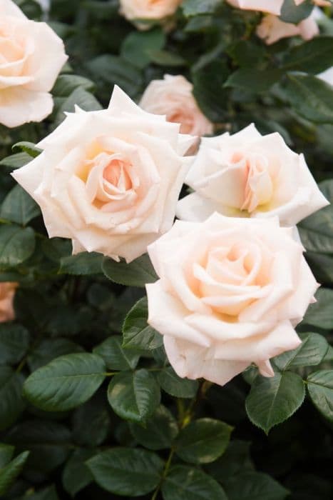 Rose [Bloom of Ruth]