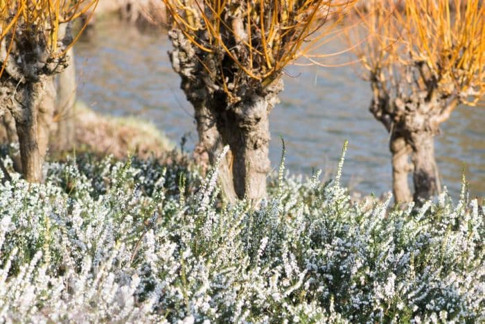 heather 'Spring Surprise'