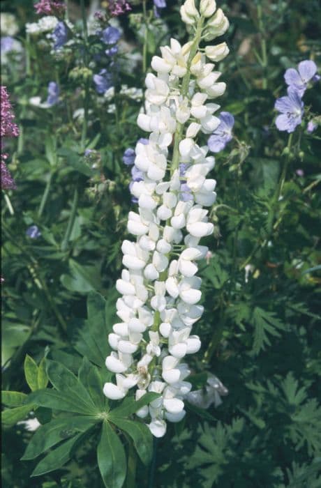 lupin 'Noble Maiden'