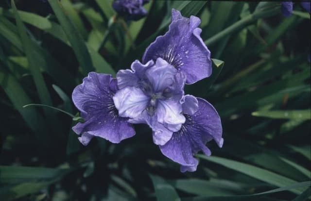 Siberian iris 'Glaslyn'