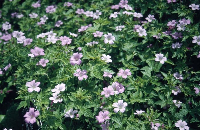 cranesbill 'A.T. Johnson'