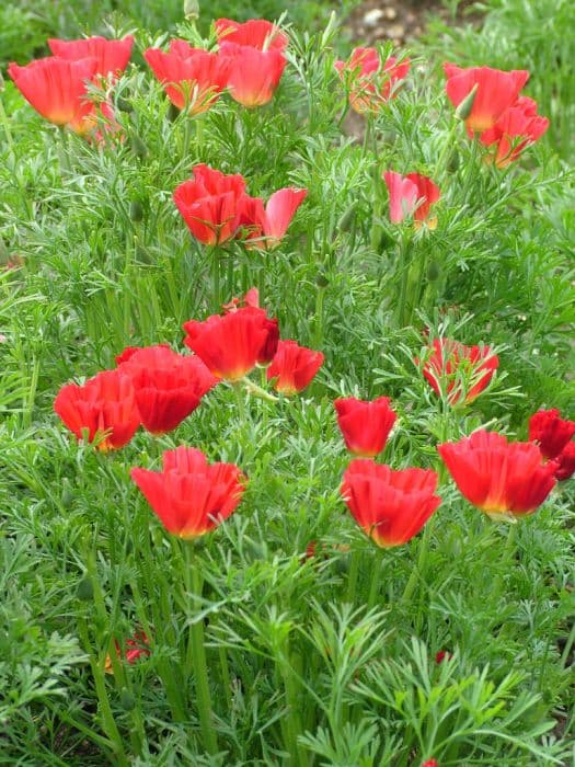 California poppy 'Dali'