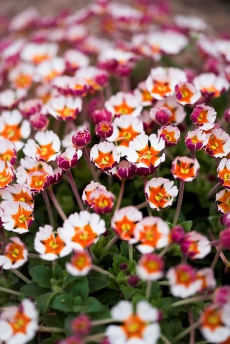 night phlox 'Orange Eye'