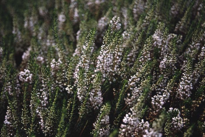 Cornish heath 'Cornish Cream'