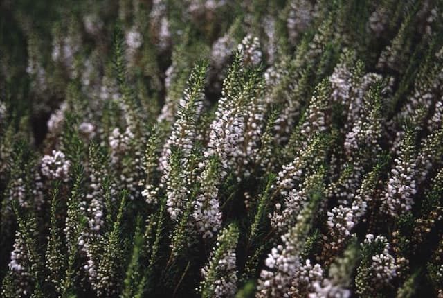 Cornish heath 'Cornish Cream'