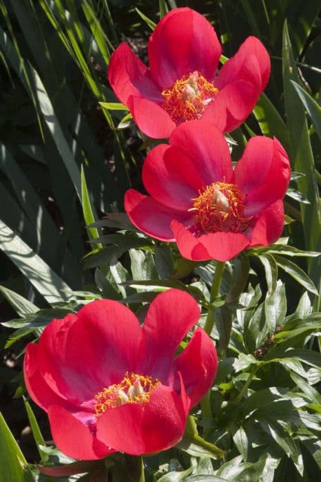 peony 'Otto Froebel'