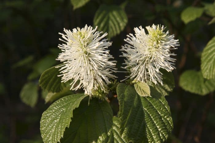 mountain witch alder 'Huntsman'