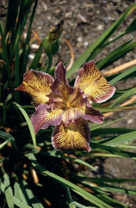 iris 'Goring Ace'