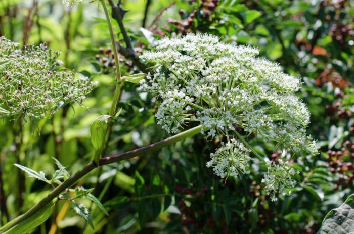 edible angelica