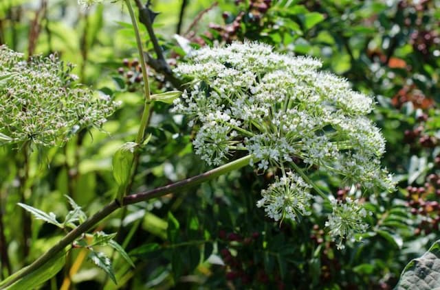 Edible angelica