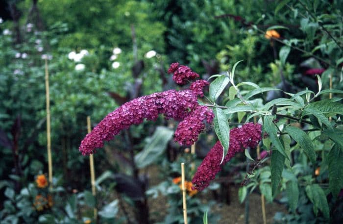 butterfly bush 'Royal Red'