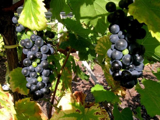 Grape 'Schiava Grossa'