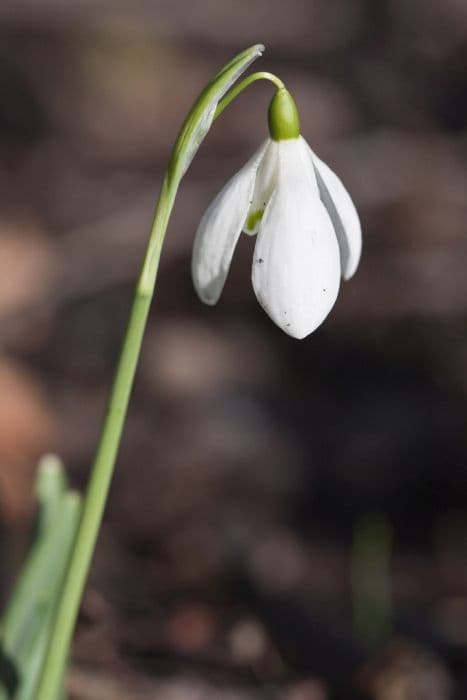 Imperati's snowdrop