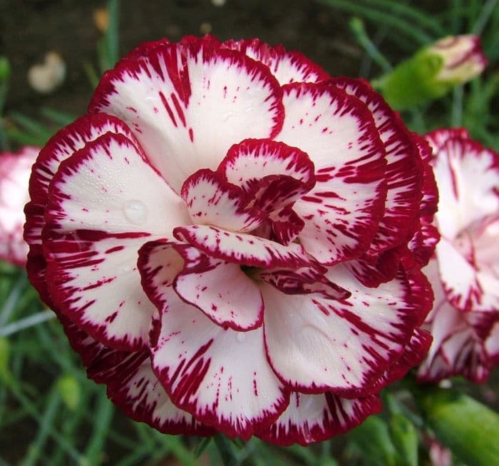 border carnation 'Chesswood Lidgett'