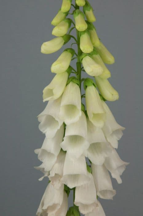 Foxglove 'Snow Thimble'