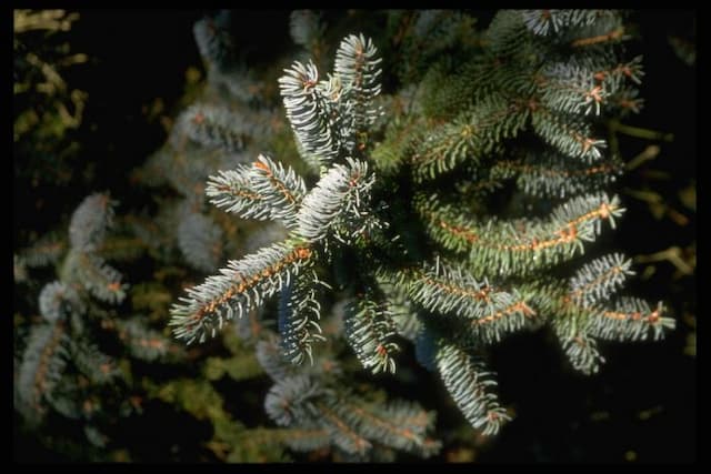 Dragon spruce