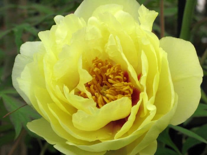 peony 'High Noon'