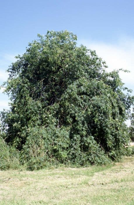 weeping ash