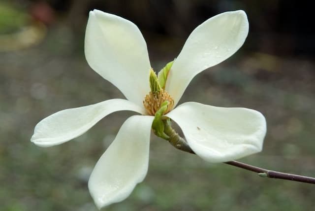 Magnolia 'Petit Chicon'