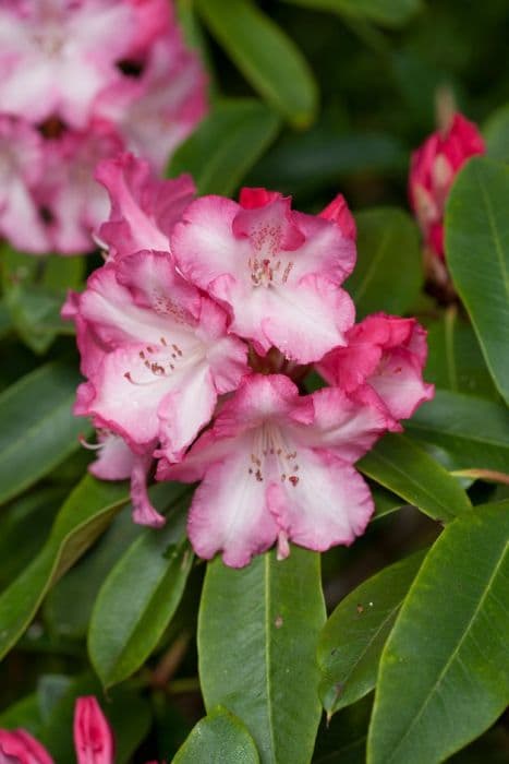 rhododendron 'Lem's Monarch'