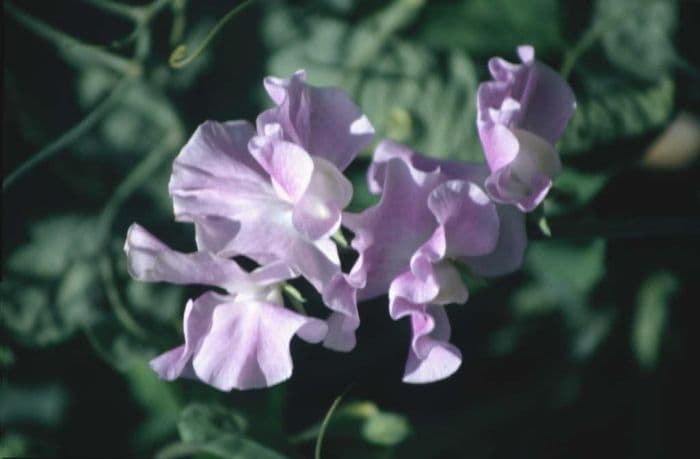 sweet pea 'Patricia Anne'