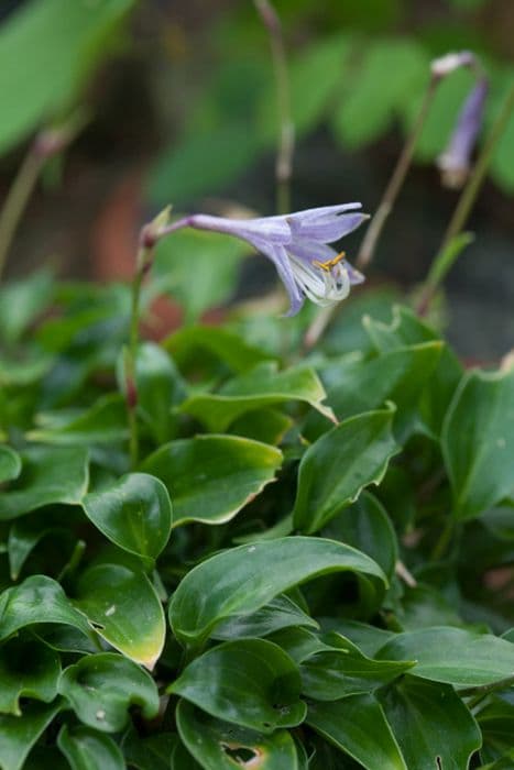 plantain lily 'Shining Tot'