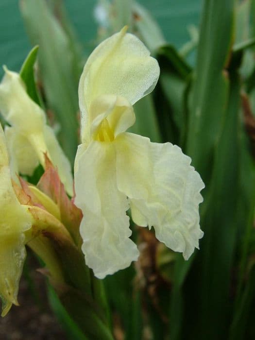 cautleya-flowered roscoea 'Jeffrey Thomas'