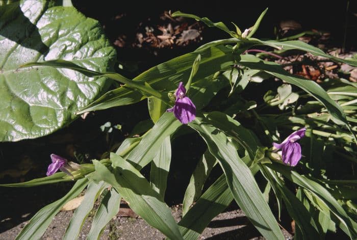 purple roscoea