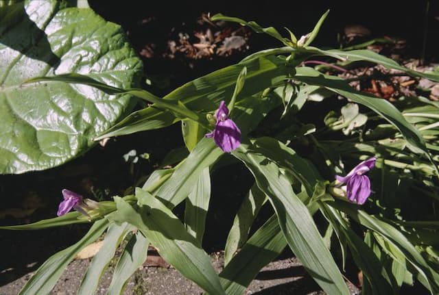 Purple roscoea