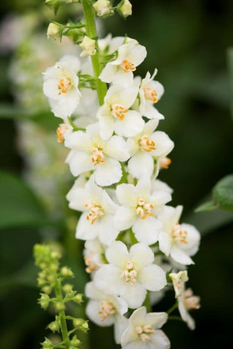 purple mullein 'Flush of White'