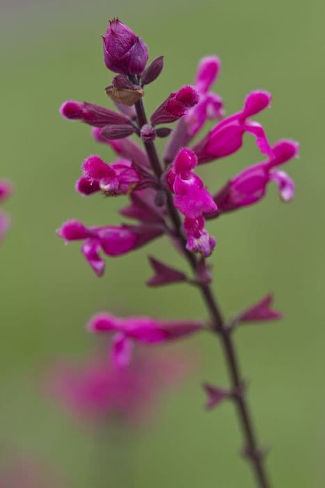 sage 'Mulberry Jam'