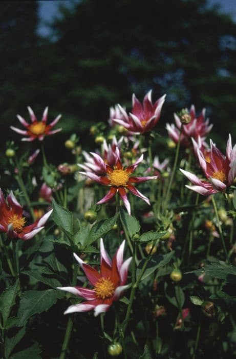 dahlia 'Miss Ellen'