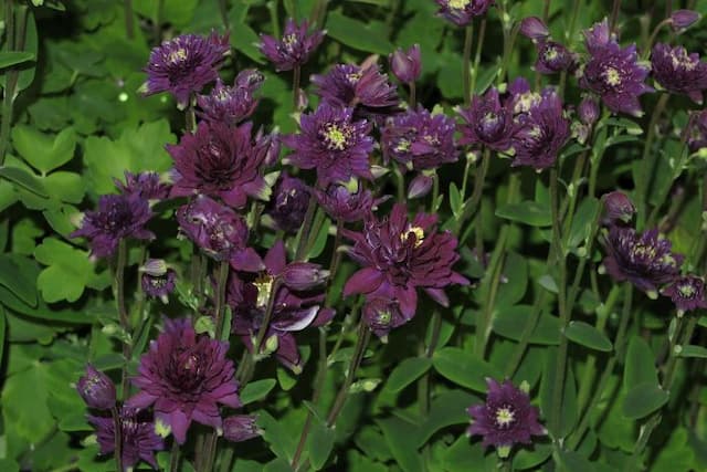 Columbine 'Clementine Dark Purple'