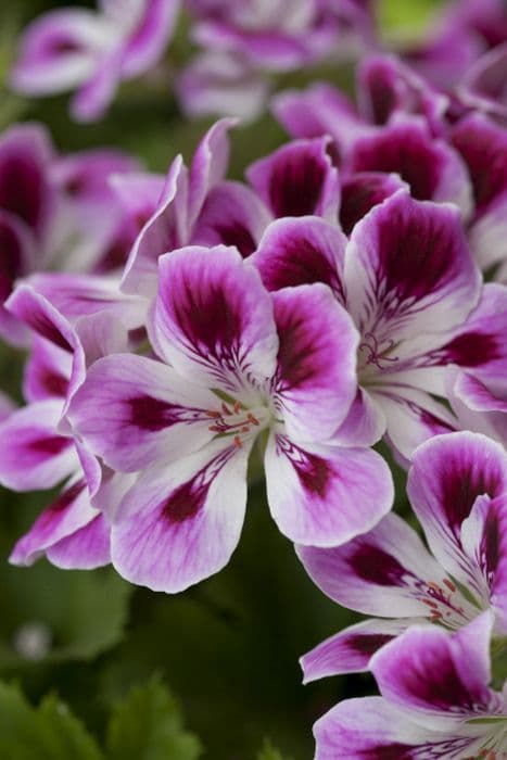 pelargonium 'Kimono'