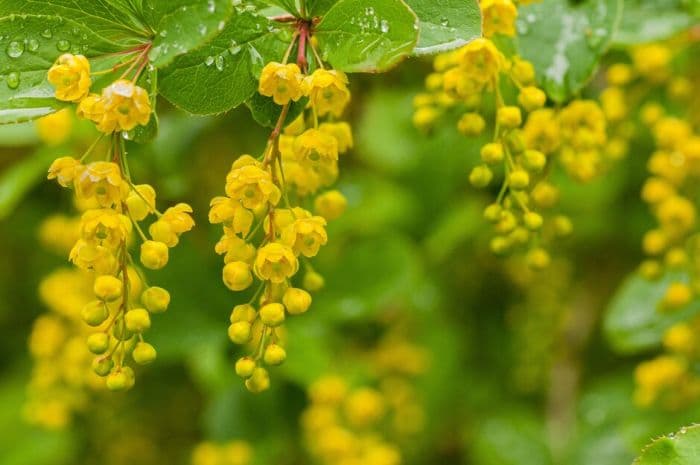 Valdivian barberry